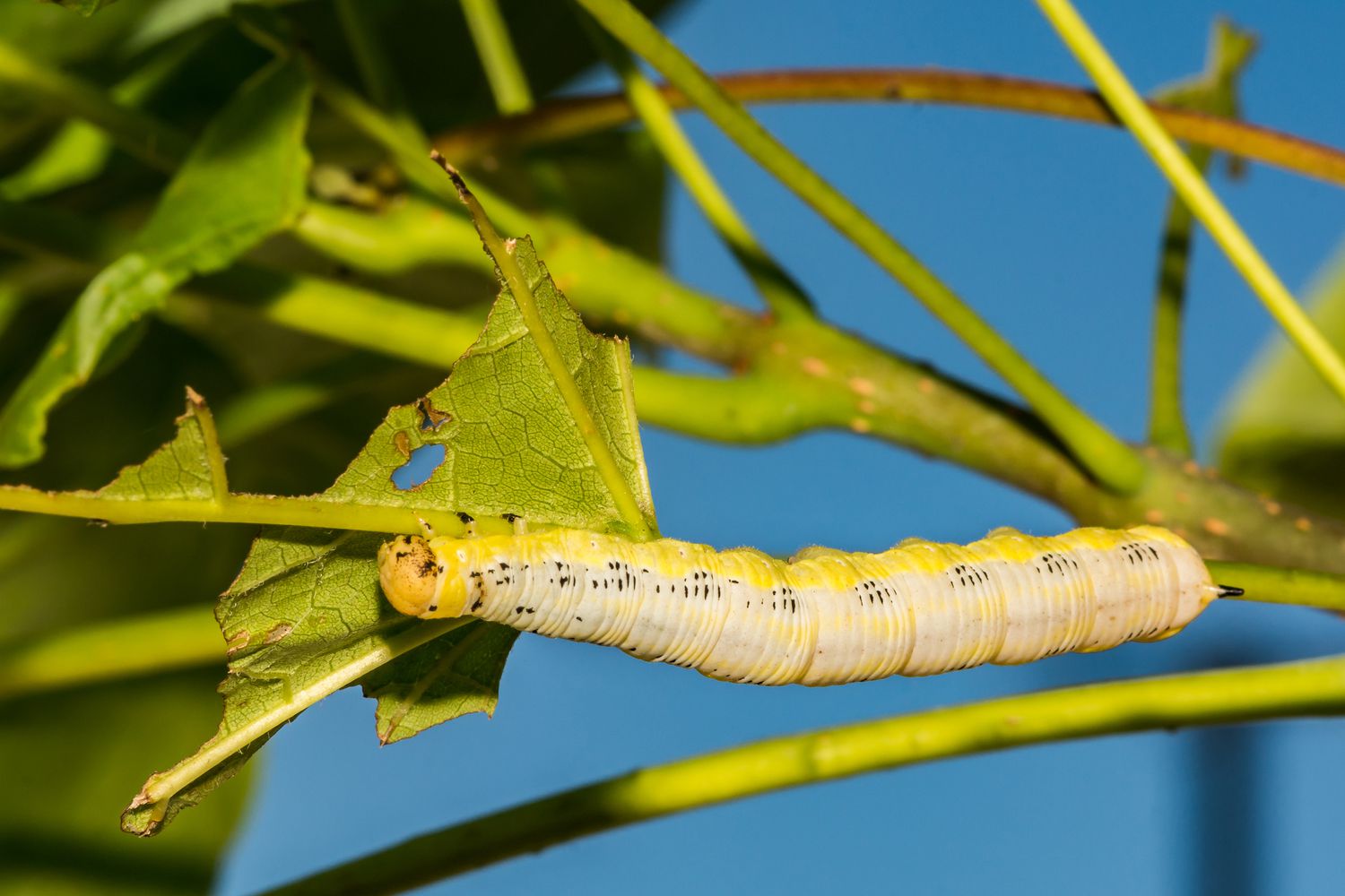 Catawba Worms Explained: A Guide for Anglers