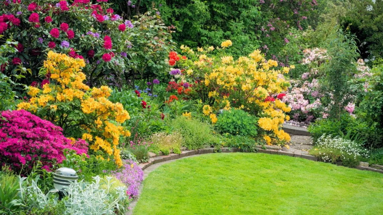 Top 10 Shrubs to Transform Your Garden