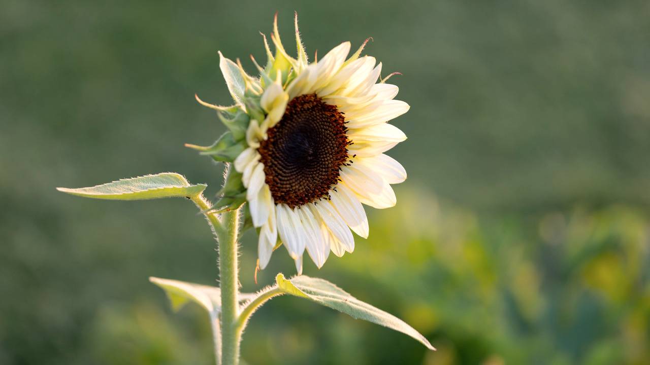 White Sunflowers: A Stunning Addition to Your Flower Garden