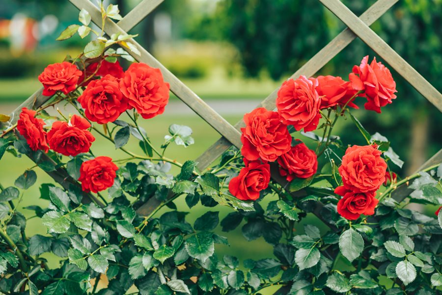 A Gardener’s Guide to Perfecting New Dawn Climbing Rose Care