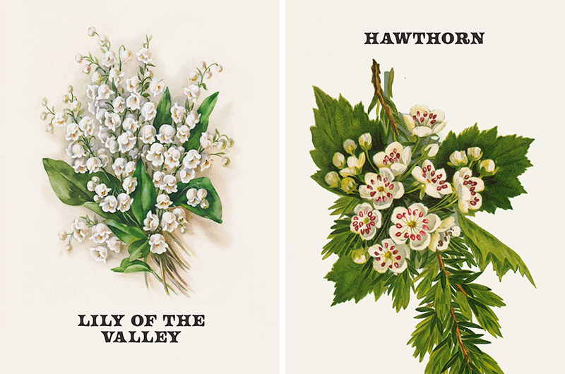 Birth Flowers by Month Uncover the Hidden Symbolism