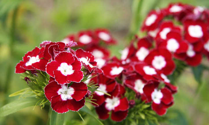 Boost Your Garden's Appeal with These Dianthus Firewitch Companions