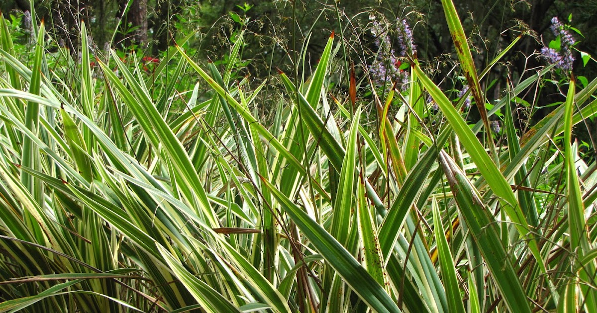 Flax Lily: Top Tips for Growing Beautiful Variegated Leaves