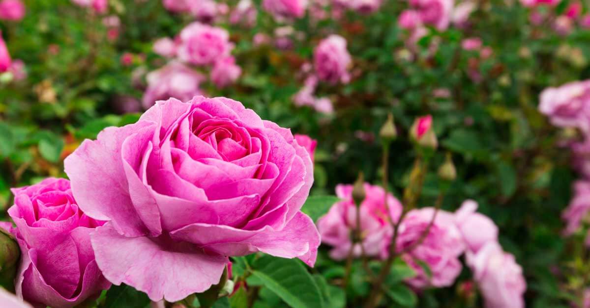 How to Create a Breathtaking Pink Rose Garden Expert Advice Inside