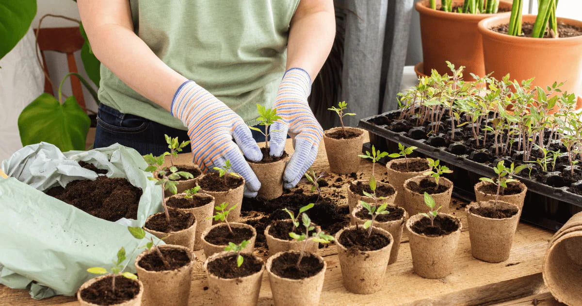 Mullein Seeds A Step-by-Step Planting and Usage Guide