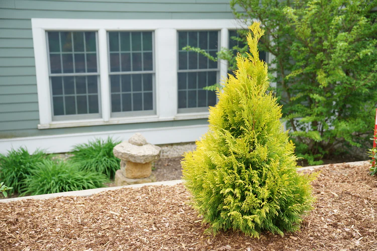 Transform Your Garden with These Tater Tot Arborvitae Companion Plants