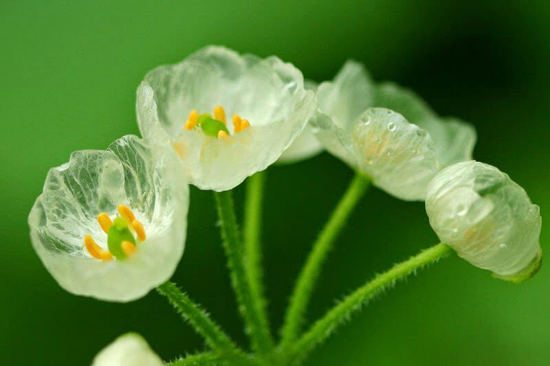 Unlock the Secrets to Perfect Skeleton Flower Health